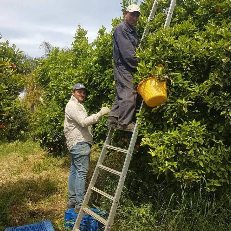 Orangen aus Sizilien - Restaurant Deichtor Ricklingen